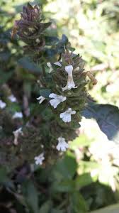 Image result for Phaulopsis imbricata