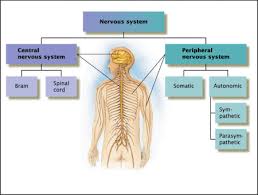Endocrine Vs Nervous System Difference Between