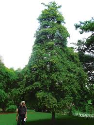 Image result for Bivinia jalbertii