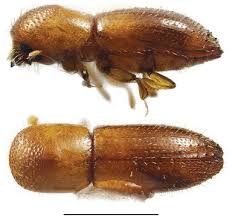 Image result for Xyris schliebenii