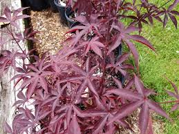 Maybe you would like to learn more about one of these? Emperor 1 Japanese Maple Maples N More Nursery