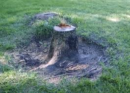 Keep doing this until it tears completely free and out of the ground. How To Use Your Backhoe To Remove A Tree Stump