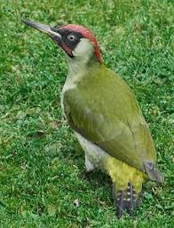 Grunspecht Picus Viridis Spechte Tiere Vogelarten