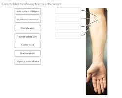 It is very clinically relevant as it is routinely used for venipuncture (taking blood). Solved Correctly Label The Following Features Of The Fore Chegg Com