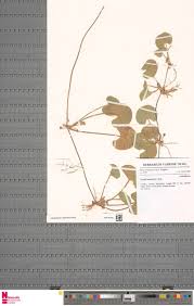 Image result for Viridivia suberosa