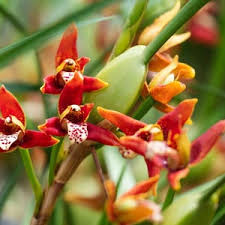 Image result for Oeceoclades saundersiana