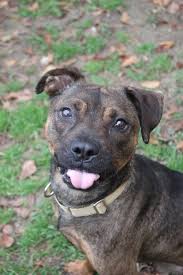 Berkeley Animal Center