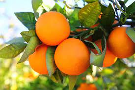 Naranjas De Montemorelos Nuevo Leon Fruit Zero Calorie Foods Orange