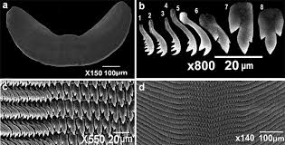 Image result for Gilgiochloa indurata