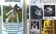 Image result for lost dog signs