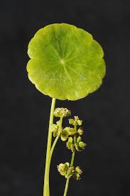 Image result for Hydrocotyle