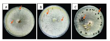 Image result for Botrytis cinerea