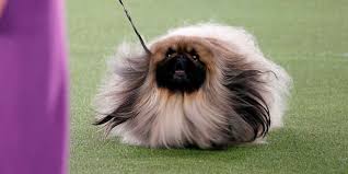 A pekingese named wasabi won best in show at the 145th annual westminster kennel club dog show on sunday. I5s0wzucyydo6m