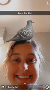 My Life & Friends as Pigeons