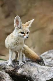 Sand Fox American And Mexican Deserts Cok Sirin Hayvanlar Fennec Fox Hayvan Bebekler