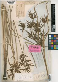Image result for Cyperus sp. no. 1