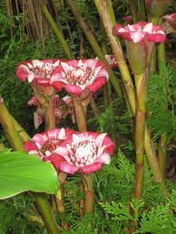 Etlingera Venusta Malay Rose World Of Flowering Plants Flora Flowers Wonderful Flowers Unusual Flowers
