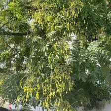 Image result for Styphnolobium