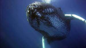 Entre ellos hay un hombre muerto. La Ballena Azul Asi Es El Reto Mas Macabro Y Peligroso De Internet As Com