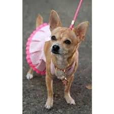 Bruiser Woods Legally Blonde 2 Legally Blonde Musical Legally Blonde