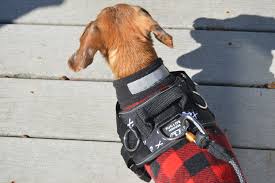 bruiser the doxie tested the pug life harness why i