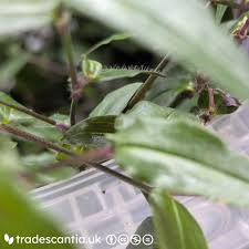 Image result for Gibasis