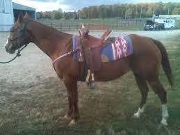 330 Craigs List Ideas Horses Animals Craig