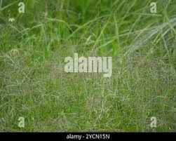 Image result for Cynodon nlemfuensis