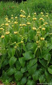 A little care when planting will reap handsome rewards in terms of flowers in your garden. Phlomis Russeliana Knoll Gardens Ornamental Grasses And Flowering Perennials