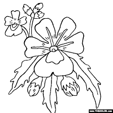 I hope you enjoy these pictures to print and color. Nemesia Flower Coloring Page Color Nemesias