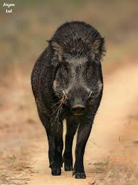 Indian wild boar ...