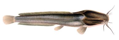 Clarias Gariepinus Wikipedia