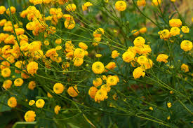 Image result for Ranunculus acris