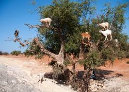 Image result for goat tree