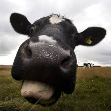 Mooooooo Cow Cow Pictures Animal Noses Cute Cows