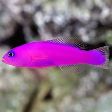 Saltwater Aquarium Fish For Marine Aquariums Purple Dottyback
