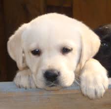 labrador welpen in sogel tiere kleinanzeigen