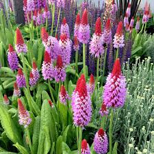 I originally had one planted in a semi sunny location and it was always reaching for the sunlight. Primula Vialii Plant Red Hot Poker Dobies