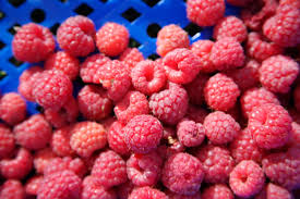 Image result for Rubus iringanus