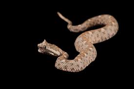 Image result for Pycreus melas