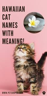 The top 100 male cat names of 2019. Hawaiian Cat Names 150 Cool Names Female Male Top Petshoper In 2021 Cat Names Girl Cat Names Pet Names