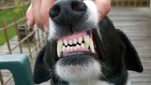 How to care for dogs teeth. Flossing Your Dog S Teeth Is It Necessary Orange Tustin Animal Hospital