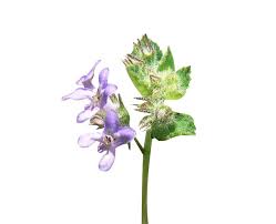 Image result for Mesosphaerum suaveolens