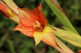 Image result for Gladiolus mosambicensis