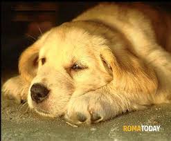 Anagrafe canina regionale emilia romagna: Anagrafe Canina Iscrivere Il Proprio Cane A Roma