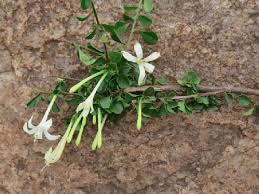 Image result for Turraea floribunda