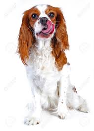 We did not find results for: Cute Cavalier King Charles Spaniel Off 71 Www Usushimd Com