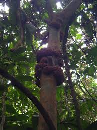 Image result for Englerophytum natalense