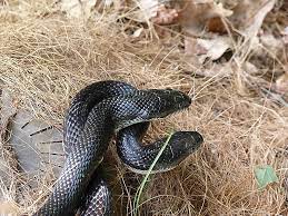 Copperheads bite only when threatened and often deliver dry bites while defending itself. Carolina Pest What To Do When You Find A Snake In Charlotte Carolina Pest