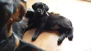We found dog groomers in canton, ohio scroll down to view. Rottweiler Lab Pups For Sale In Canton Ohio Classified Americanlisted Com